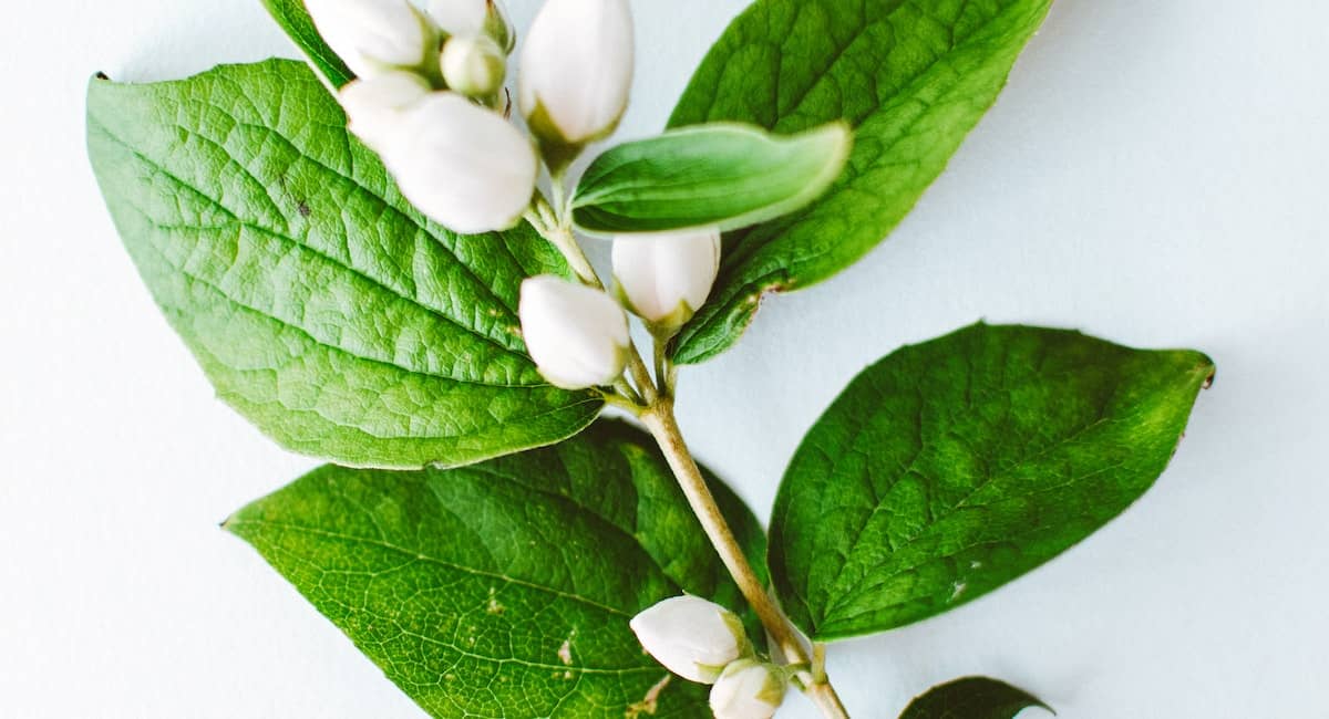 Sage: An Herb That Protects Us From Alzheimer’s and Insects